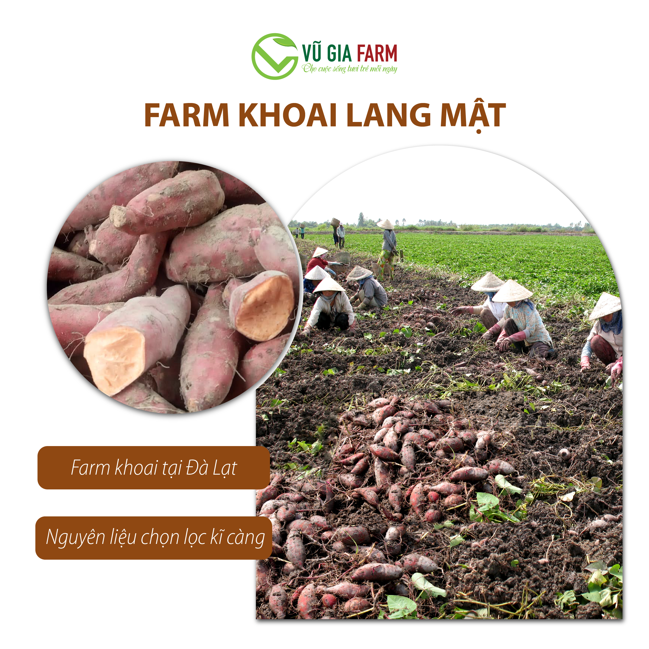 Khoai Lang Mật Sấy Dẻo (400g/hũ) – vị ngọt thanh, hấp dẫn