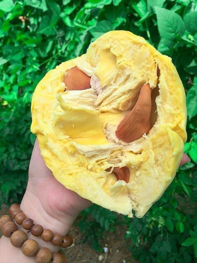 Chỉ giao HCM] - 1 Trái Sầu riêng Thái Dona Đăk Lăk - Hàng Loại 1 ( 3.5kg - 4kg / trái