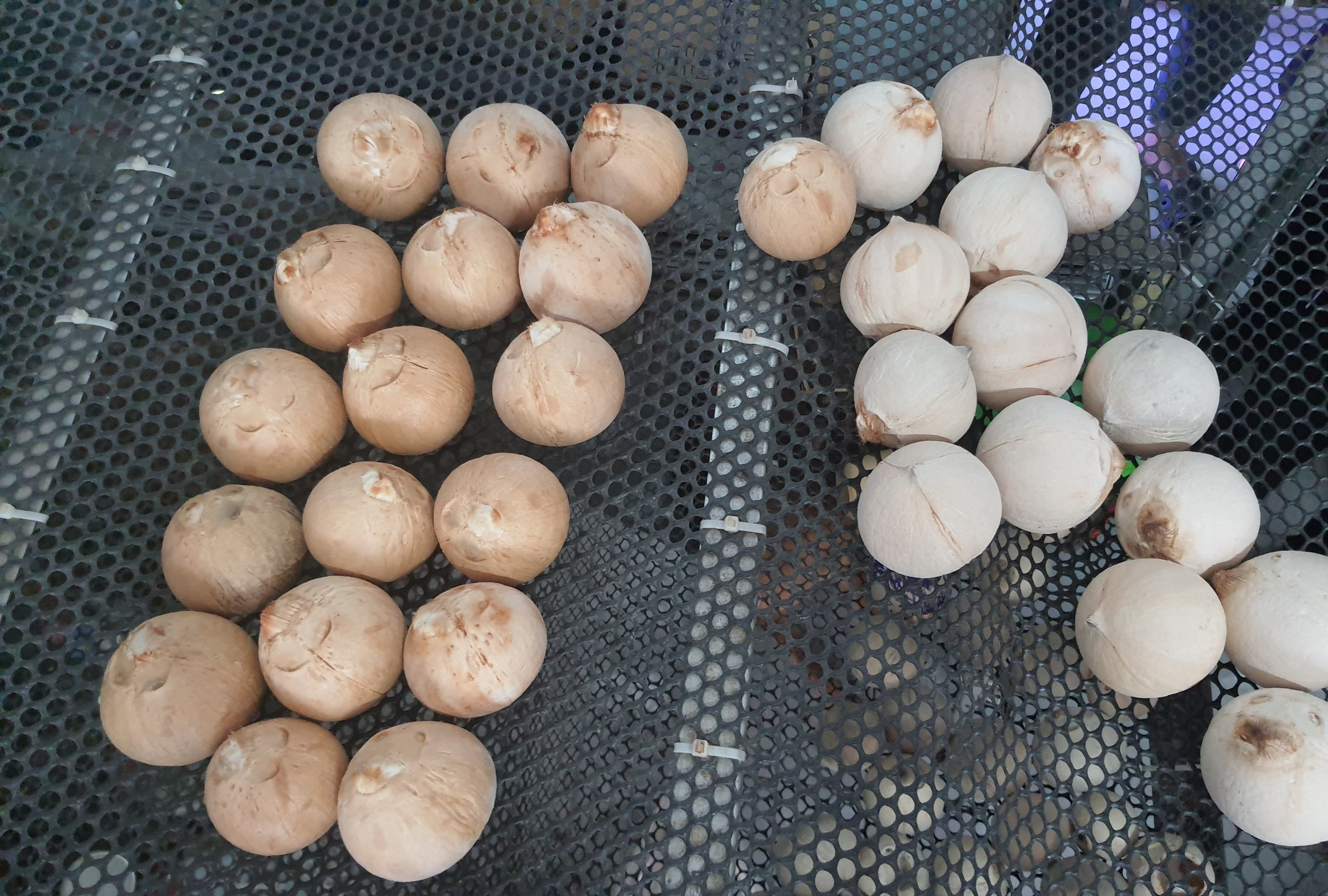 Combo 10 trái dừa xiêm gọt trọc mini