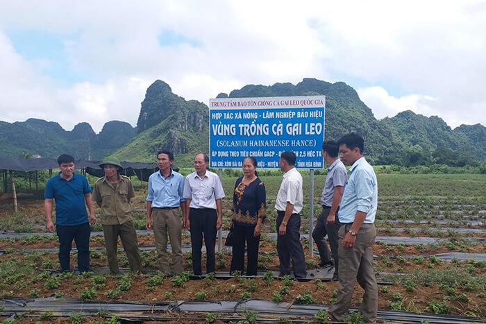 cao cà gai leo yên thủy - giải độc, mát gan 100g 12