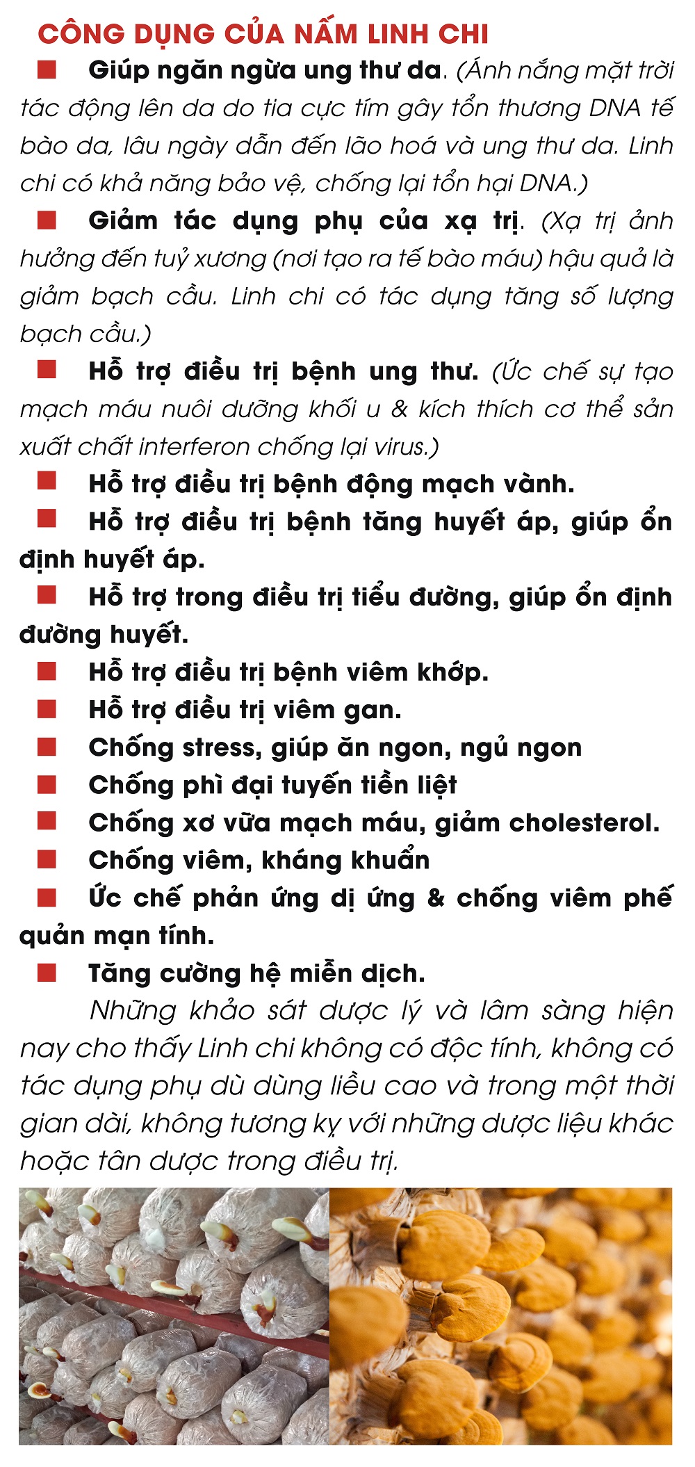 Nấm Xích Linh Chi Nhật thượng hạng - Cắt lát - Hộp 500g - Linh Chi Vina