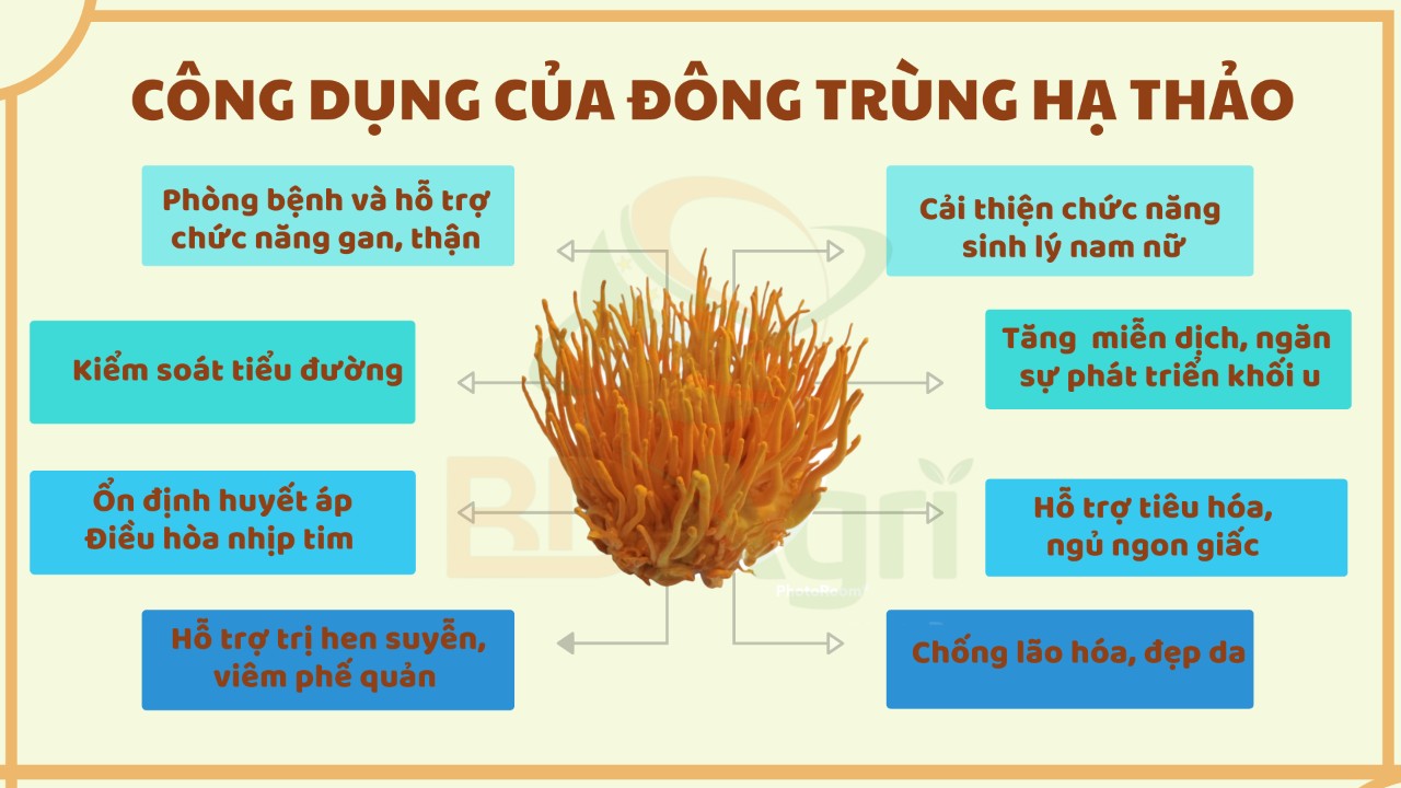 quà tặng cao cấp hộp gỗ đông trùng hạ thảo bdagri loại 3 hộp đông trùng thượng hạng 1