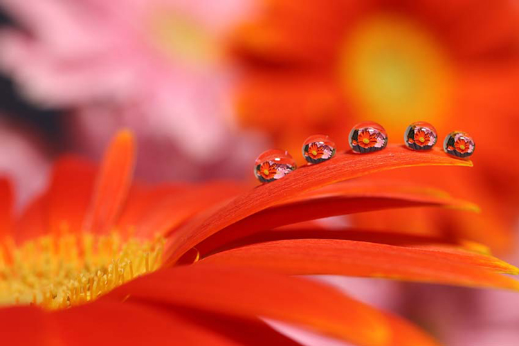 Lens Canon EF-S 35mm f/2.8 Macro IS STM - Hàng chính hãng