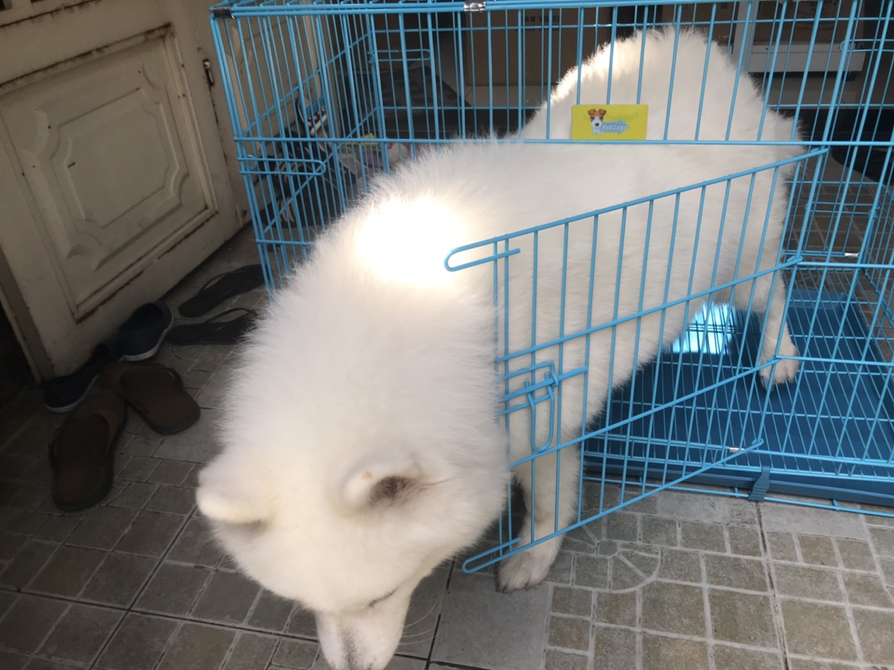 chuồng cho chó poodle