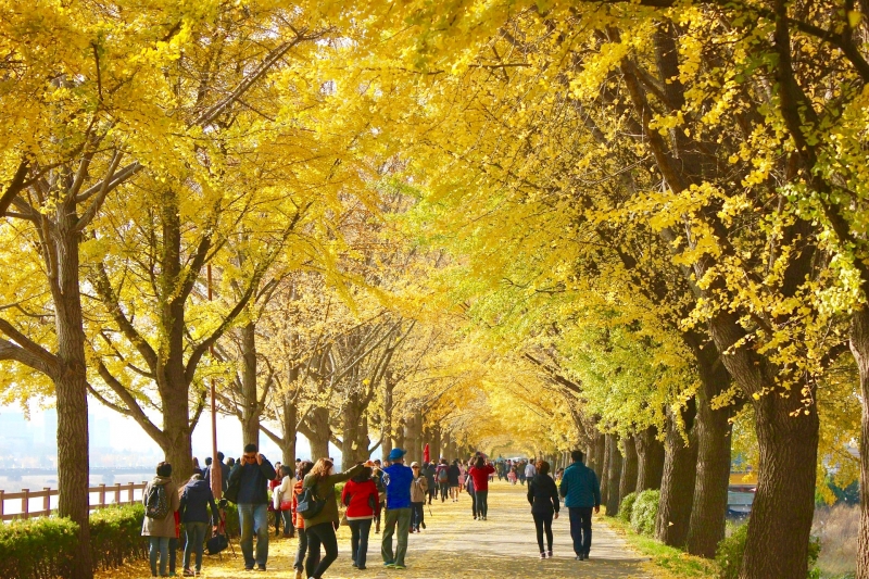 [HCM] Tour Hàn Quốc 4N4Đ: Seoul - Nami - Everland, Khởi Hành Hàng Tuần Tháng 01, 02, 03