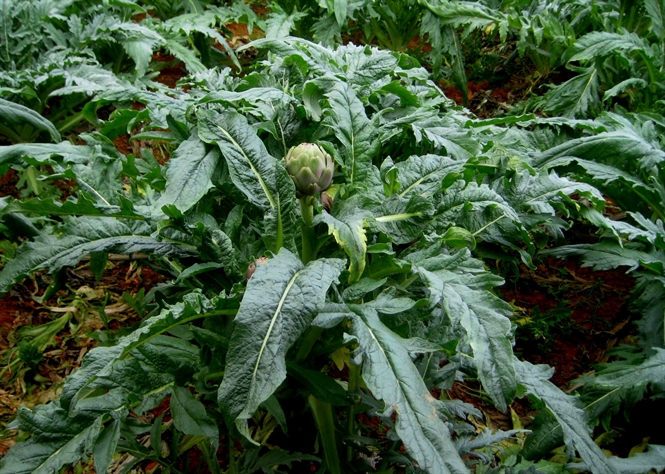 Cao Mềm Atisô (Artichoke) Dạng Gel 100g Giảm Mụn Và Nám Da Giúp Ăn Ngủ Ngon - Nguyên Thái Trang - Loại Thượng Hạng