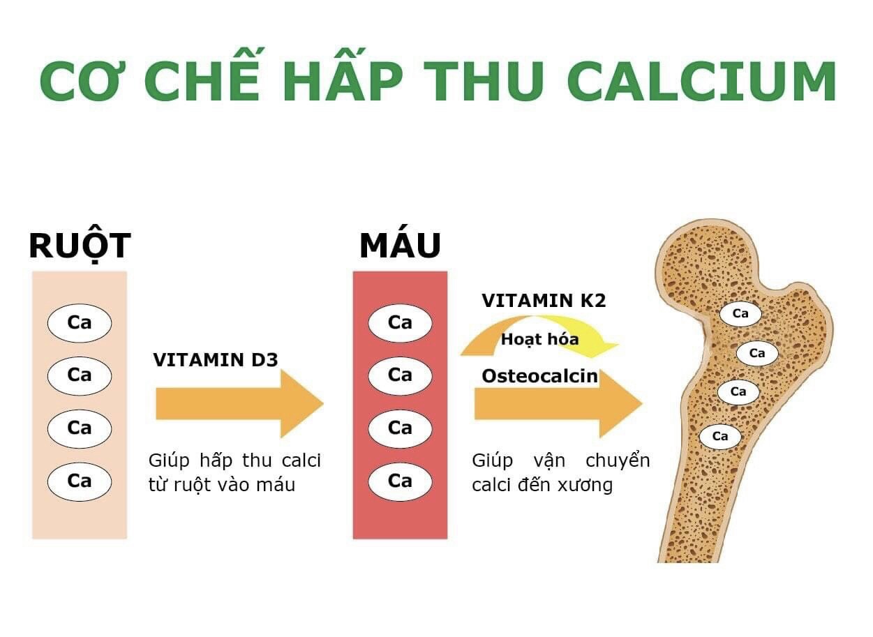 CALCIUM GREEN D3&K2-MK7 ME&BE Cung cấp CALCI DƯỚI DẠNG CALCI HỮU CƠ hàm lượng tiêu chuẩn, Hấp thu Calci tối đa, Nguyên liệu nhập khẩu CHÂU ÂU 3