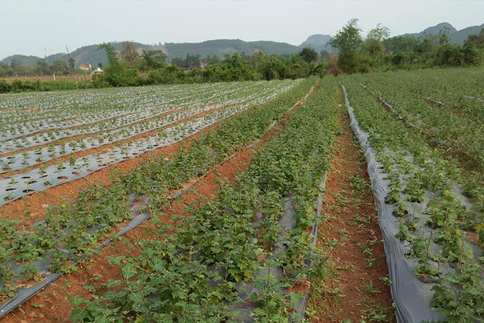 Vùng trồng cây cà gai leo Yên Thủy (Ảnh 2)