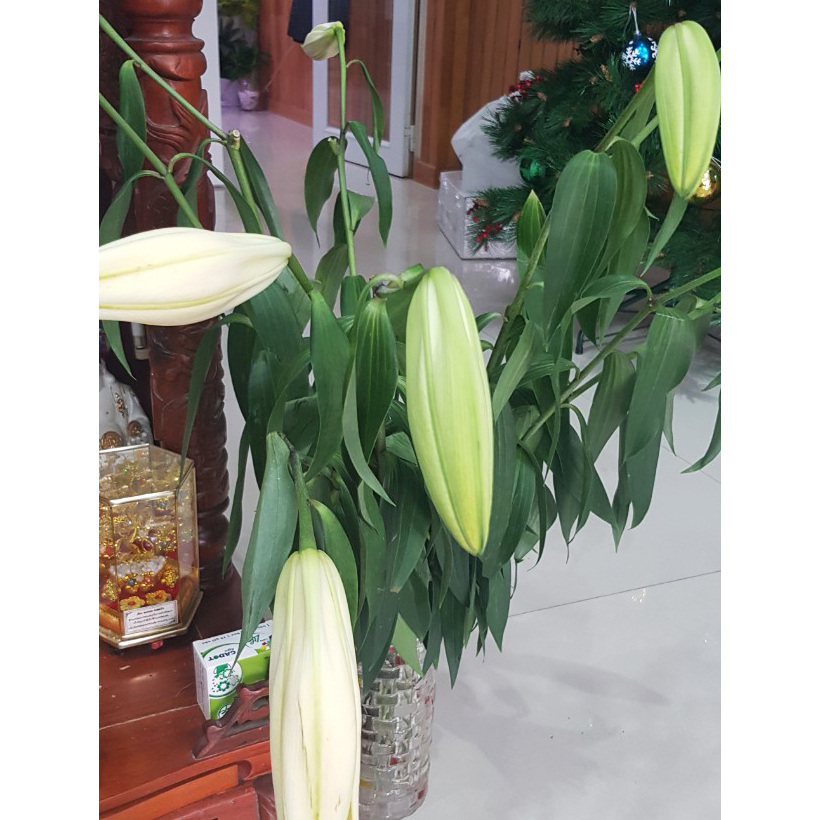 Gói Cắm Hoa Tươi Lâu Gấp 2 Lần Và 14 Ngày Không Thay Nước Loại 5gr Longlife (Bộ 50 gói)