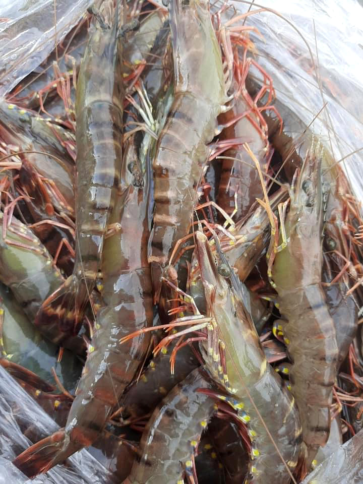 TÔM SÚ TỰ NHIÊN GIAO THỦY [Nuôi quảng canh] - [30-31 con/kg]