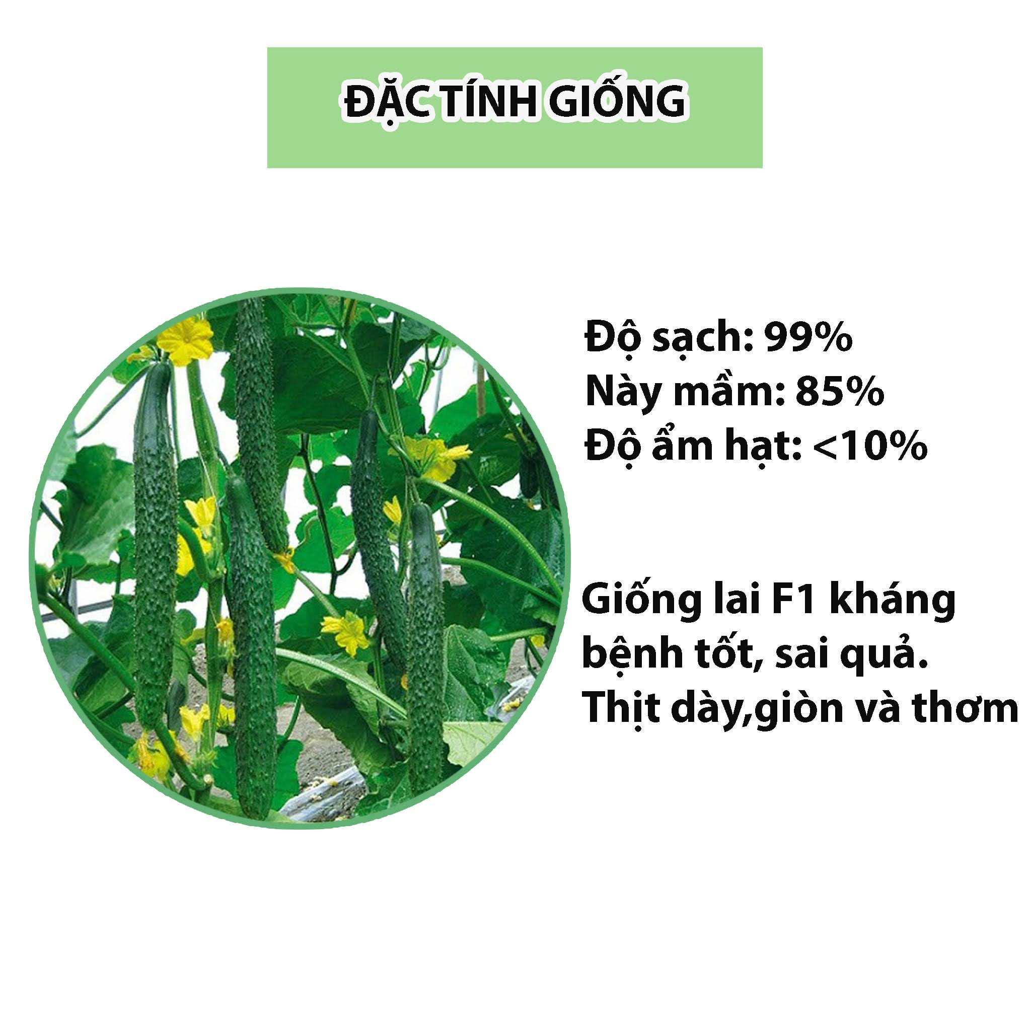 hat-giong-dua-leo-nhat-dua-chuot