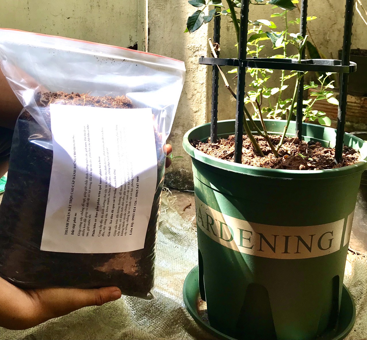 giá thể đất trồng hoa hồng siêu tốt