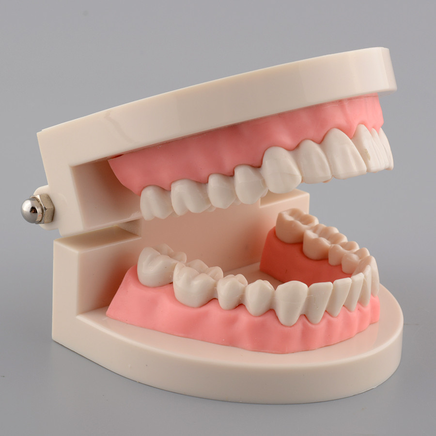 Tổng hợp 91 hình về mô hình hàm răng giả  NEC