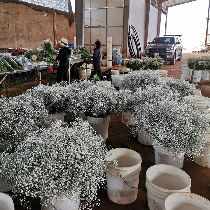 Bột cắm hoa cắt cành Longlife SG của Israel