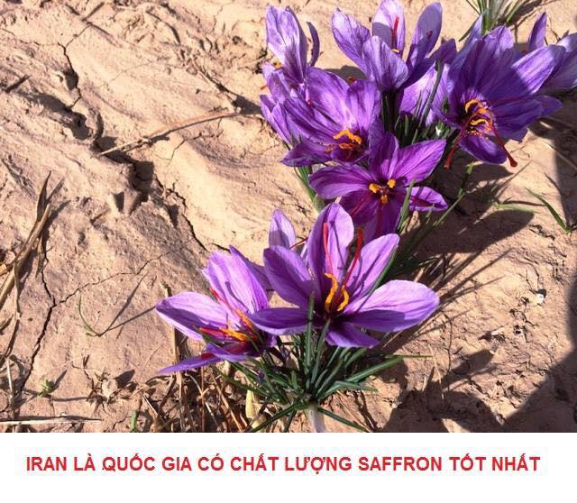 Bộ quà tặng saffron sang trọng – Set 02