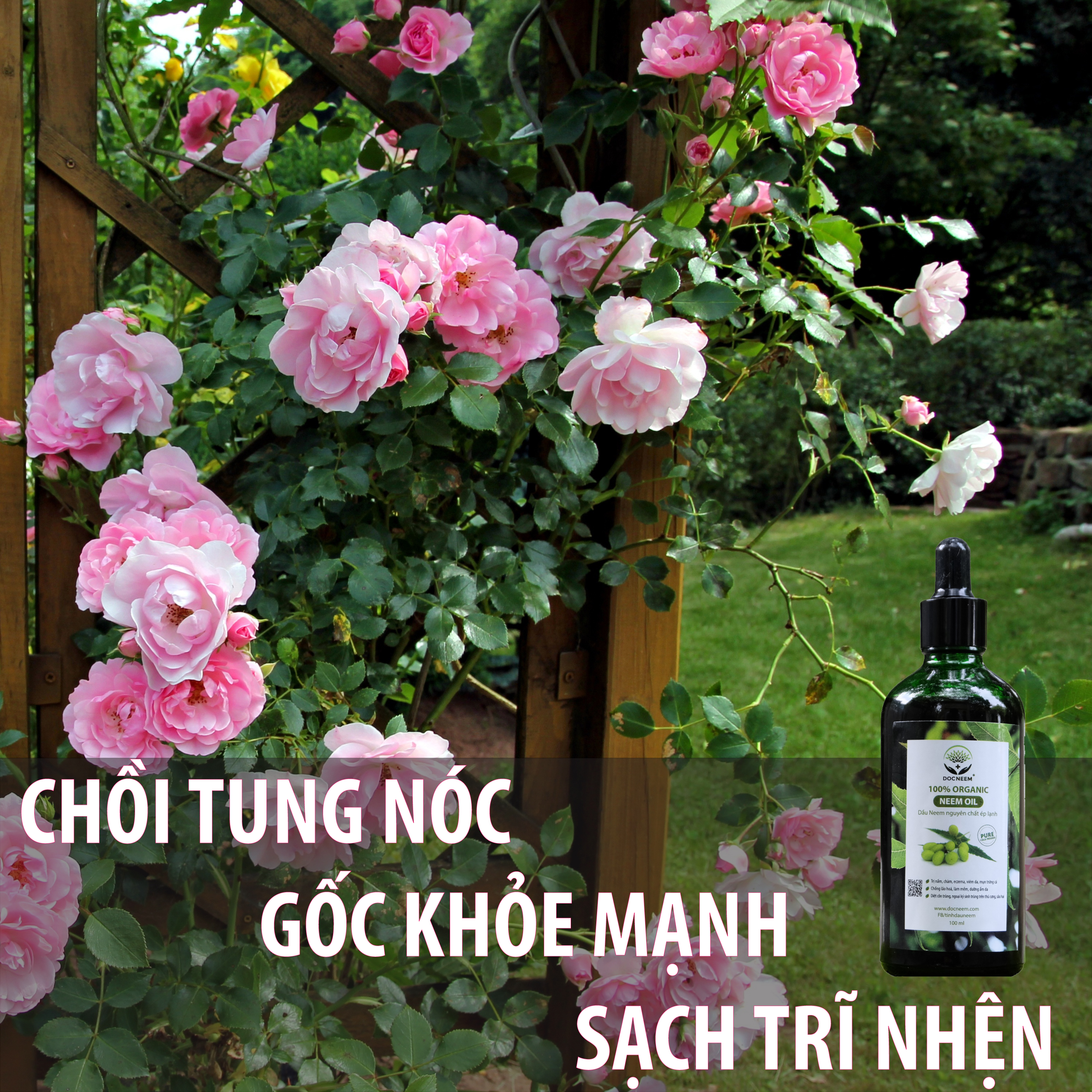 thuốc đặc trị bọ trĩ hoa hồng