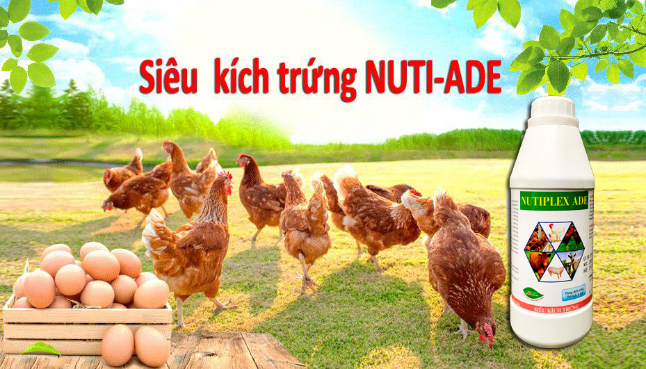 Siêu Kích Trứng cho gà, vịt, cút đẻ NUTIPLEX ADE. Kéo dài chu kỳ đẻ. Trứng đẹp, vỏ dầy, tăng phôi, tăng tỷ lệ ấp nở