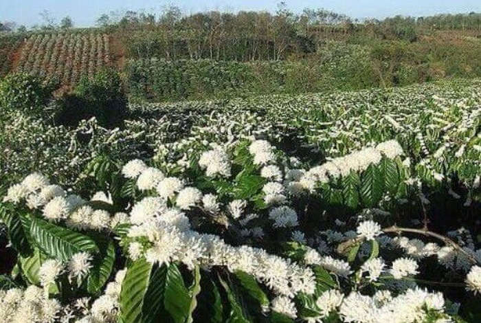 Mật ong nguyên chất  (MS ) - (1350g) - Mật ong rừng hoa cà phê
