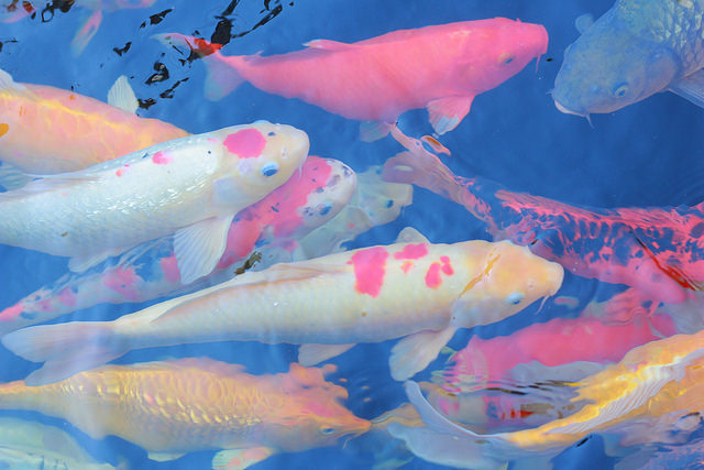 Canon 700D + Lens 18-55 STM (Lê Bảo Minh)