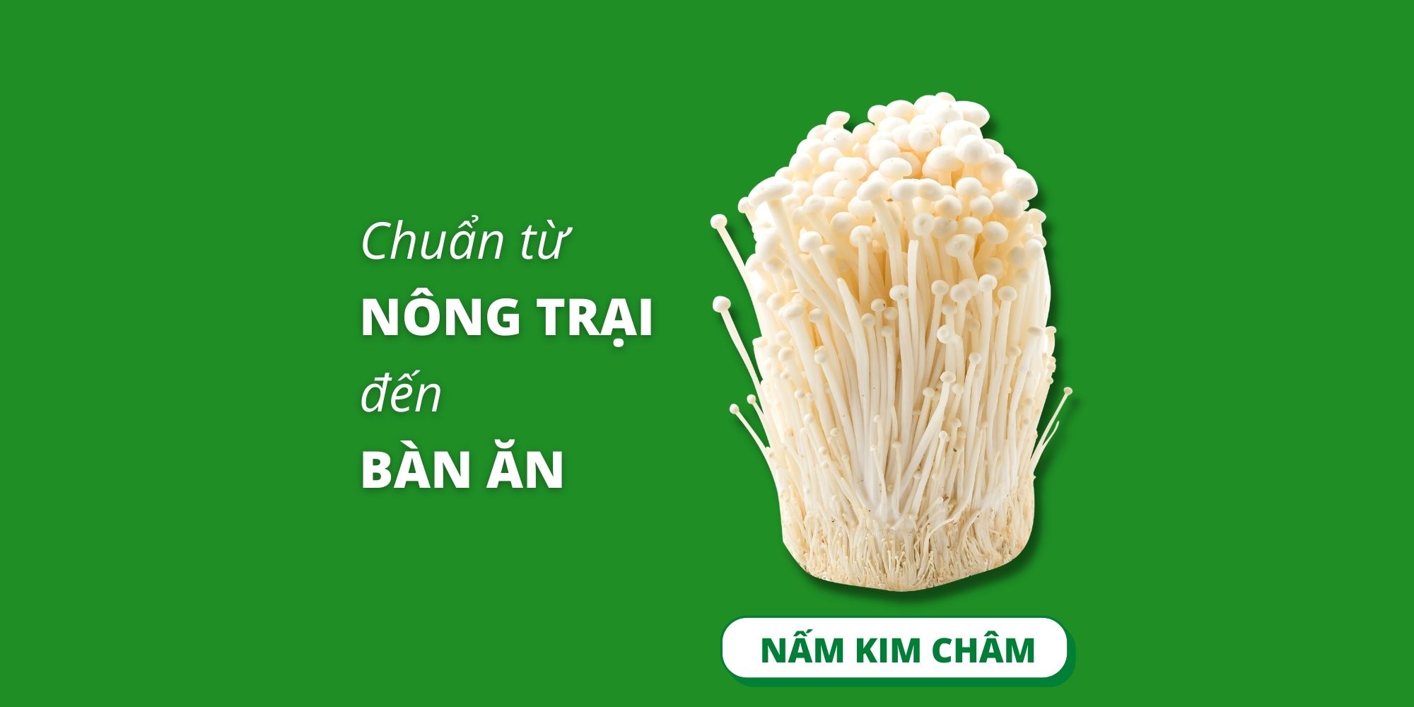 nấm kim châm bắc âu