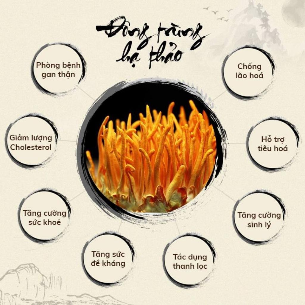 Đông Trùng Hạ Thảo Sấy Thăng Hoa Cao Cấp (hũ 12 gram) - Thiên Hương Phát Đà Lạt