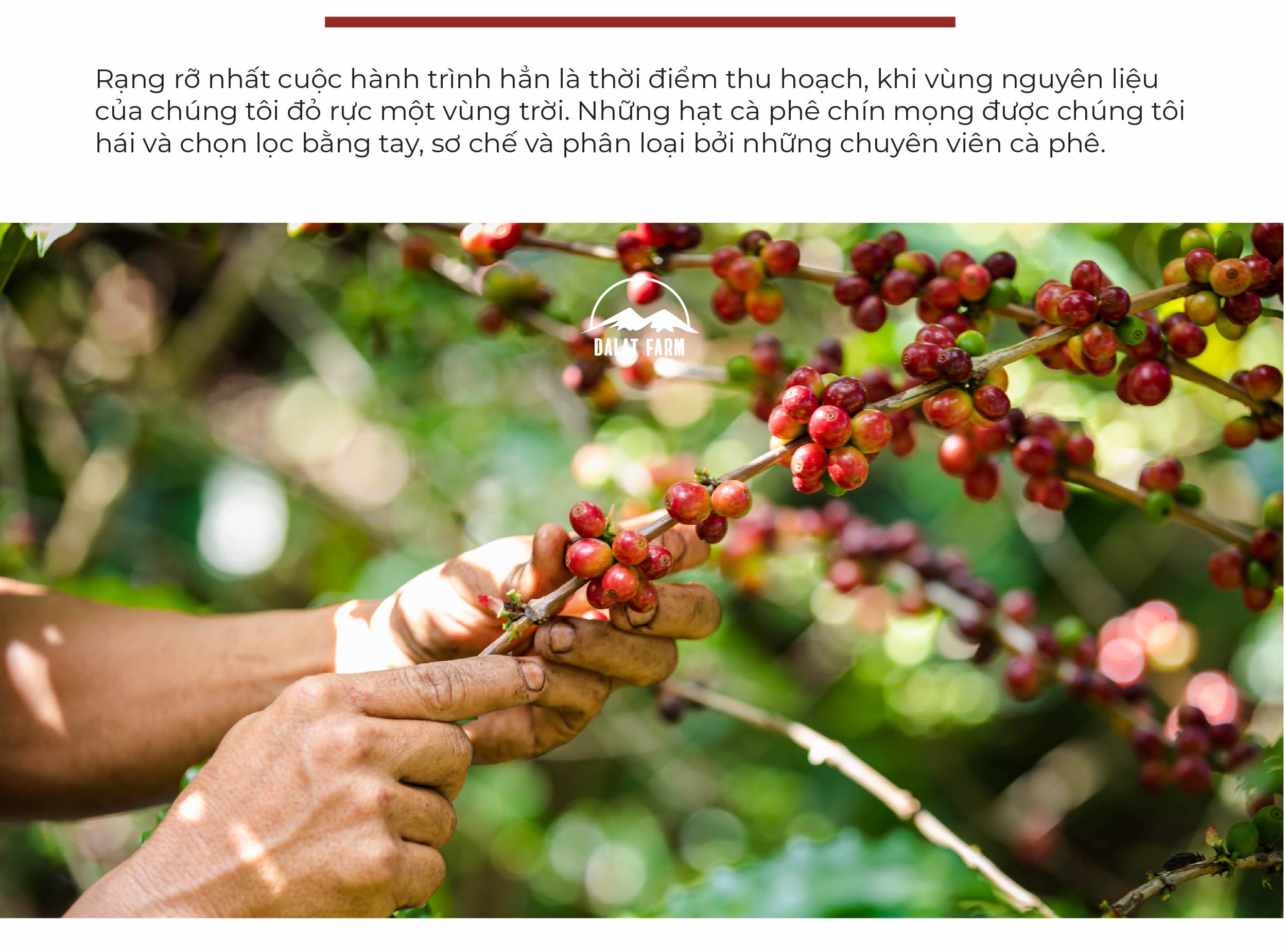 Cà Phê Robusta Lâm Đồng Rang Mộc Nguyên Chất- Hộp 250Gr (Dạng Bột)