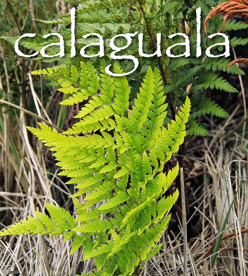 calaguala