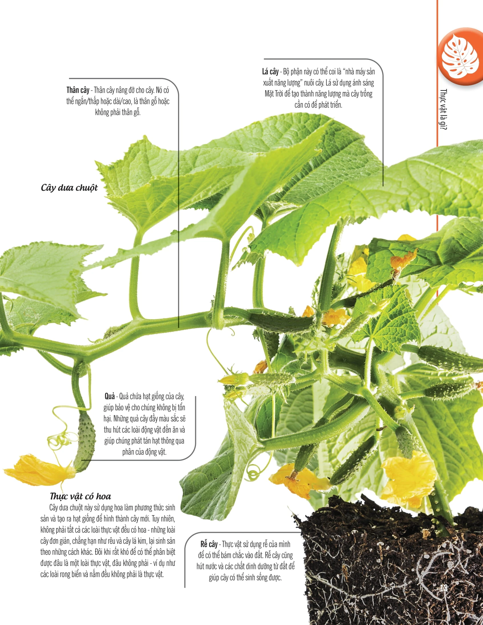 Sách Cây, Lá, Hoa Và Hạt