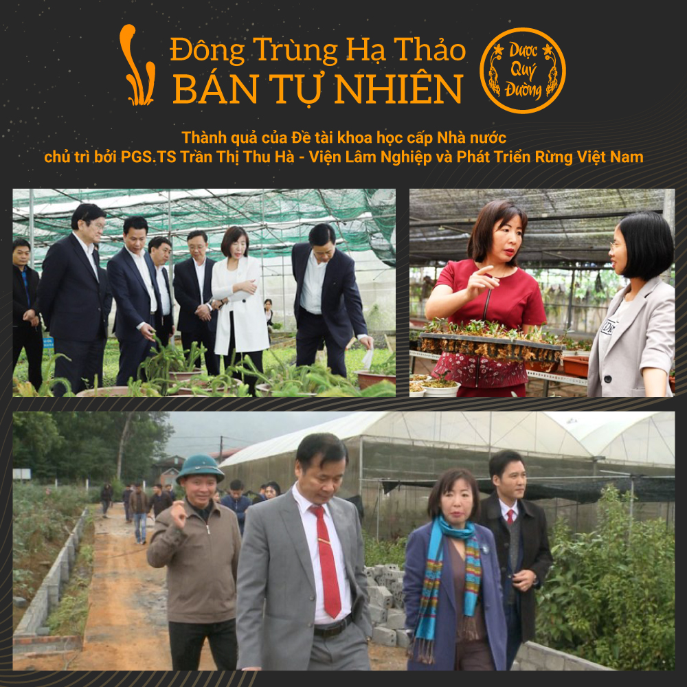 đông trùng hạ thảo bán tự nhiên