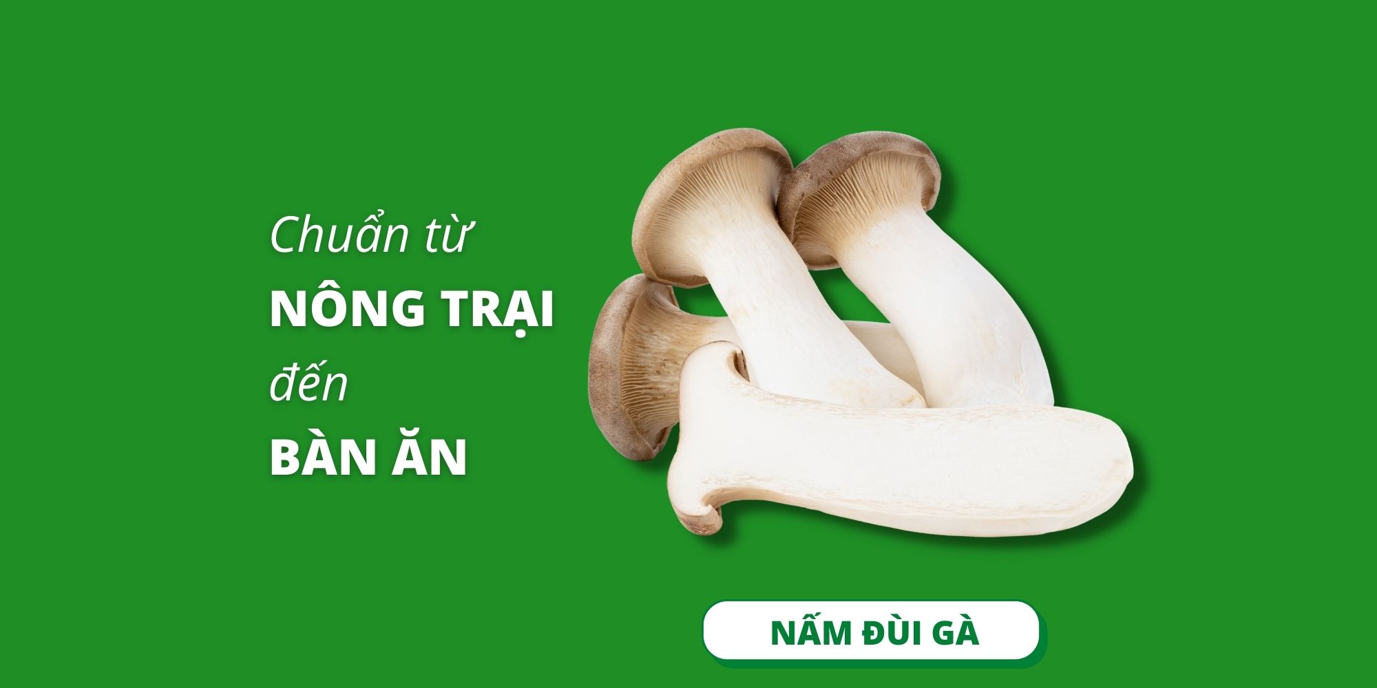 nấm đùi gà bắc âu