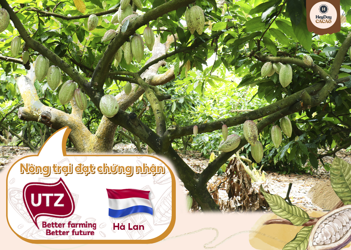 Heyday Bột Cacao Nguyên Chất Không Đường Việt Nam - Dòng Origin - Chứng Nhận UTZ - Hỗ Trợ Giảm Cân - Túi Giấy 250g