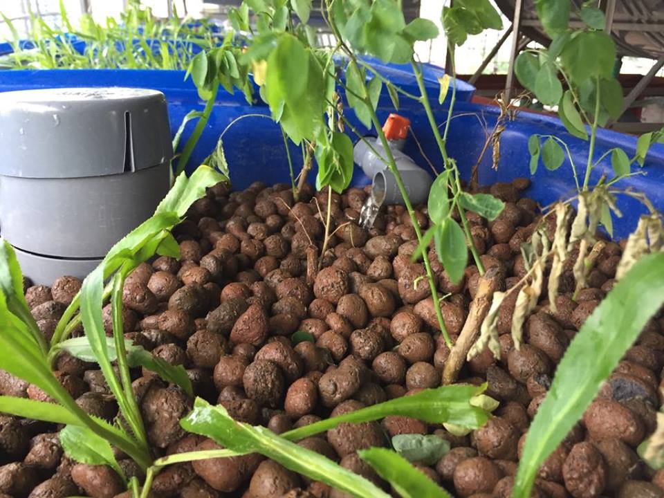 Sỏi trồng thủy canh, sỏi nhẹ, viên đất nung trồng cây