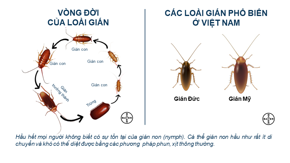 Bả Diệt Gián Bayer Maxforce Forte (20g)