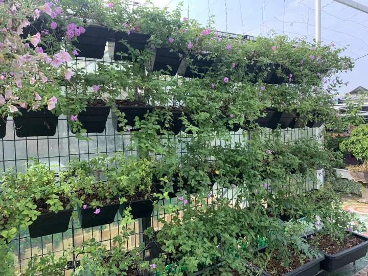 Bộ 1m2 Khung & Chậu vườn tường JupiWall-16: Chậu Kích thước lớn, khung thép, tùy biến vị trí chậu, dễ lắp đặt, Phù hợp trồng rau sạch, cây hoa lớn.