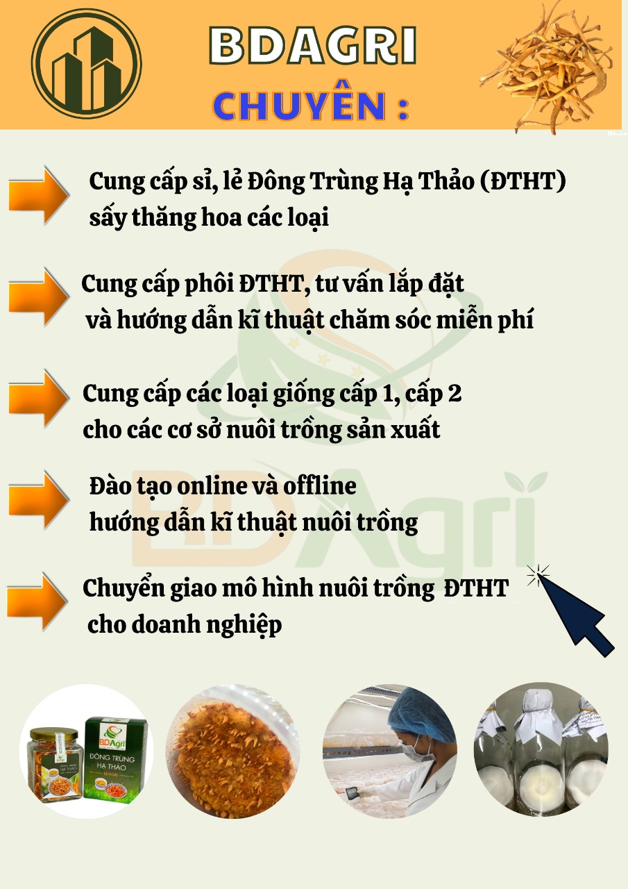 NẤM ĐÔNG TRÙNG HẠ THẢO SẤY THĂNG HOA BDAGRI  ( COMBO LỌ 40G NGUYÊN CHẤT 100%) LOẠI 2