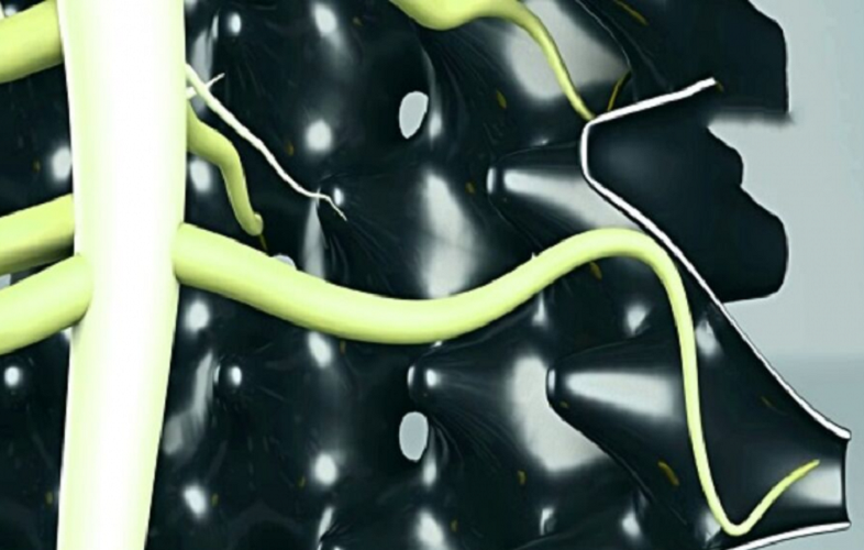 cấu tạo rễ cây sử dụng bầu ươm thông minh Ropot