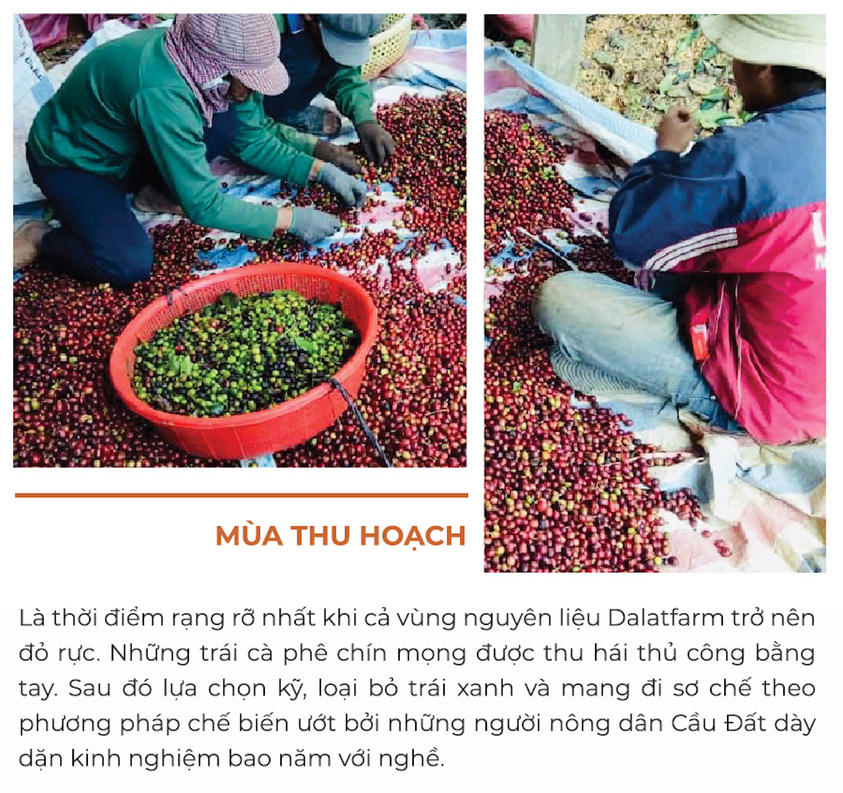 Cà Phê Robusta Lâm Đồng Rang Mộc Nguyên Chất- Hộp 250Gr (Dạng Bột)