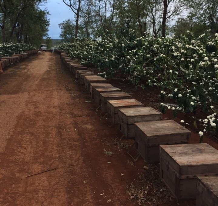 Mật ong hoa cafe Vanbina