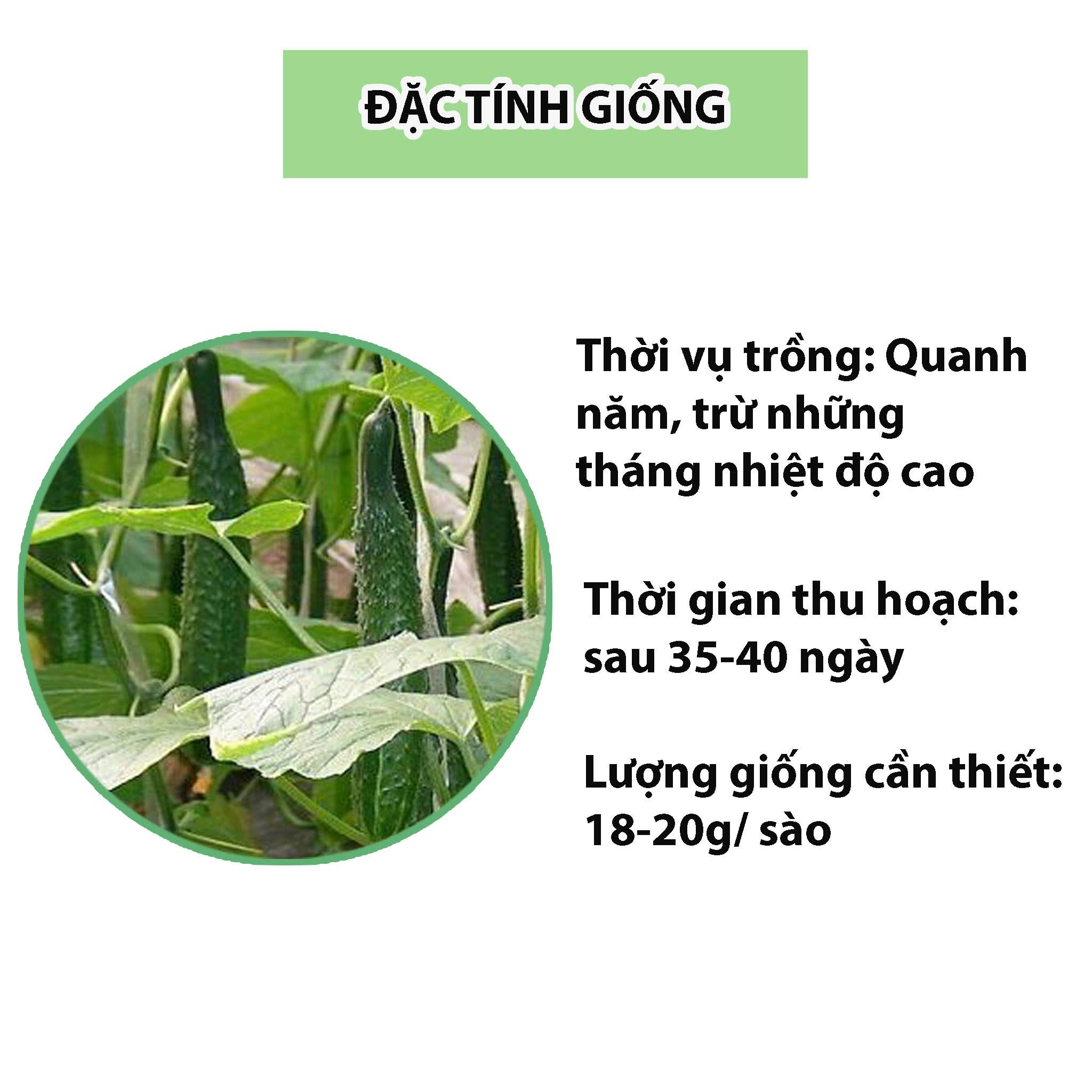 hat-giong-dua-leo-nhat-dua-chuot