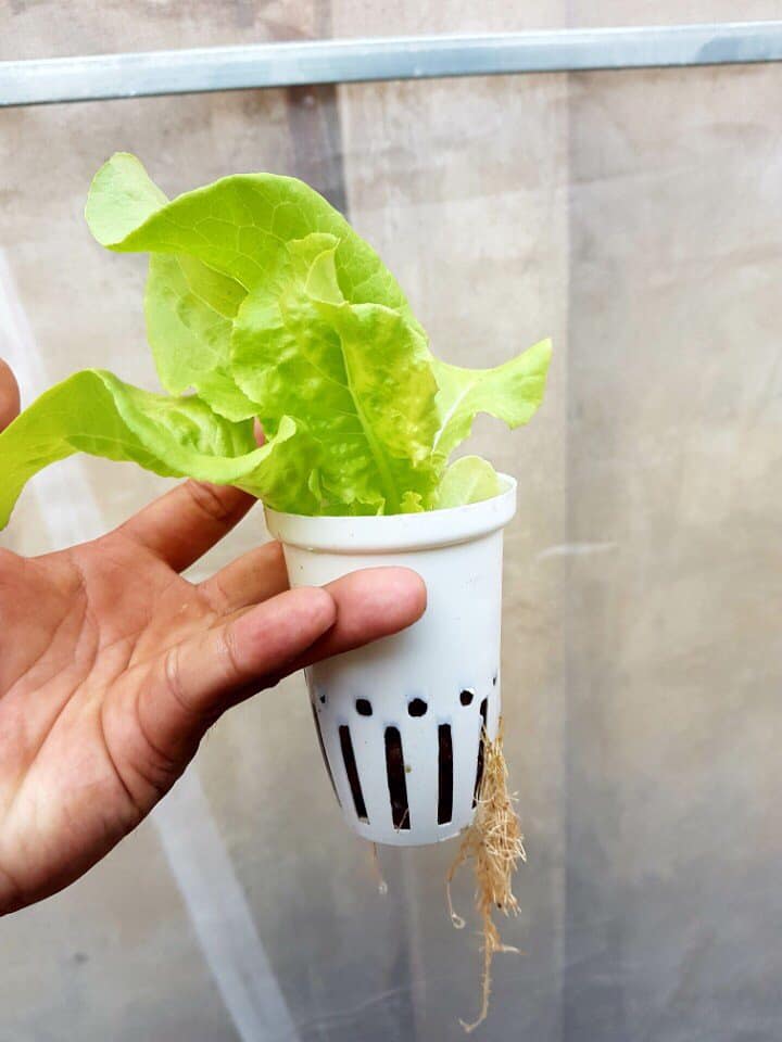 rọ thủy canh