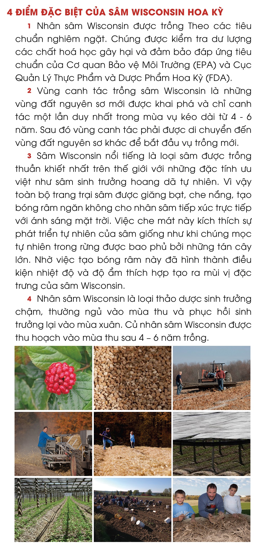 Nhân Sâm Wisconsin Hoa Kỳ - Loại Thượng hạng 6 năm tuổi - Nguyên củ