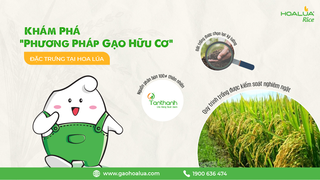 gạo hoa lúa xanh - túi 5kg - dẻo vừa, mềm cơm, thơm tự nhiên 2