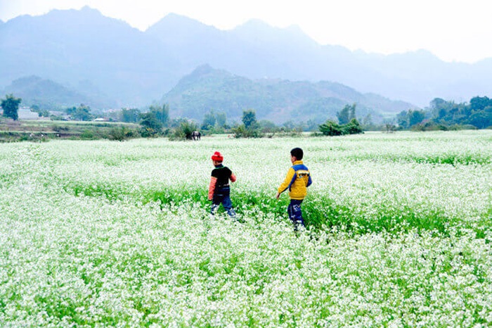 Mật ong Hoa Cỏ Điện Biên 380g nguyên chất Honeyland 1