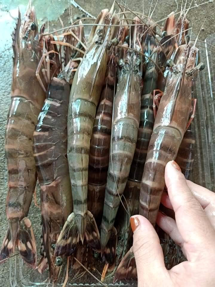 TÔM SÚ TỰ NHIÊN GIAO THỦY [Nuôi quảng canh] - [30-31 con/kg]