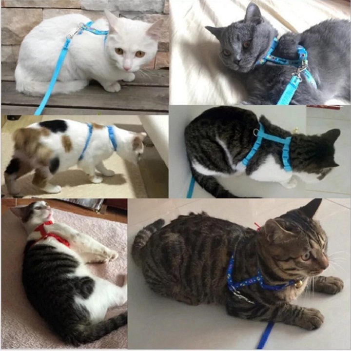 Dây dắt mèo hoạt hình siêu dễ thương màu ngẫu nhiên Xudapet