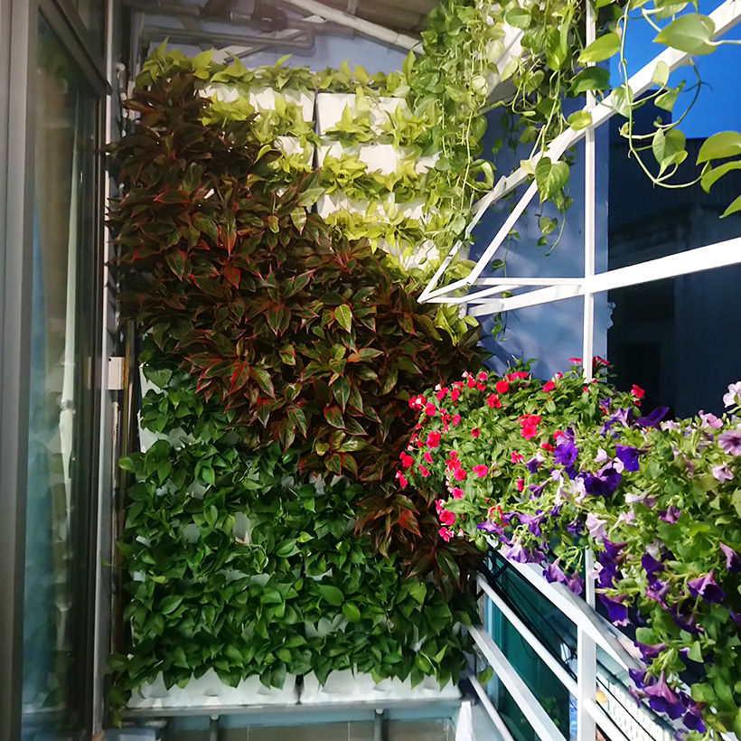 Cây Ban Công Đứng Minigarden 2