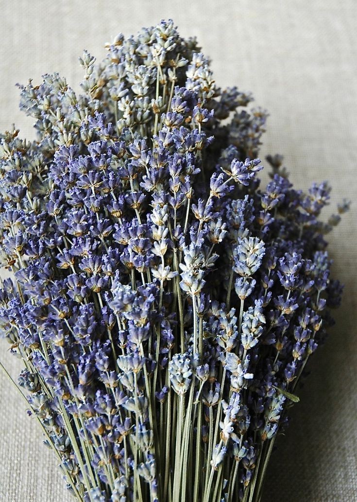 Bó hoa Lavender khô sấy lạnh