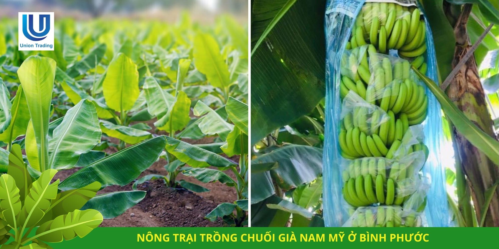Nông trại trồng chuối già Nam Mỹ ở Bình Phước