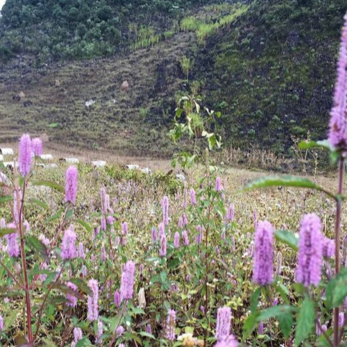 Mật ong hoa bạc hà Vanbina được thu từ hoa bạc hà tự nhiên núi rừng Tây Nguyên