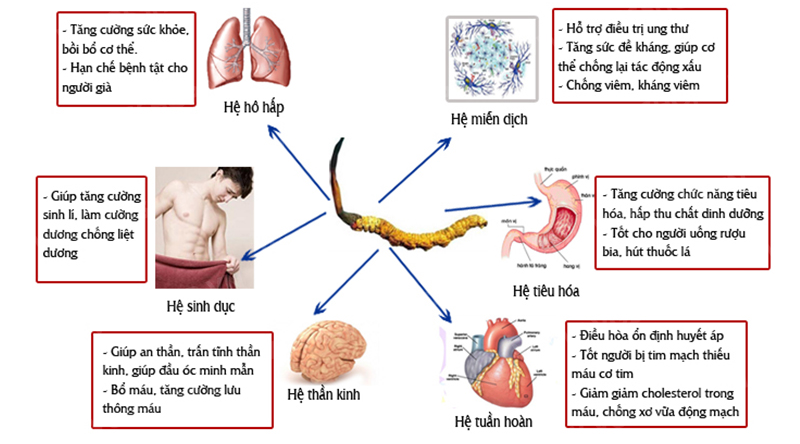 Viên Hồng Sâm Đông Trùng Hạ Thảo Hộp 120 Viên